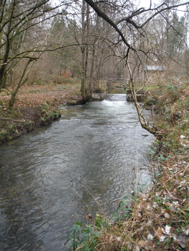 Cannop Brook after trimming